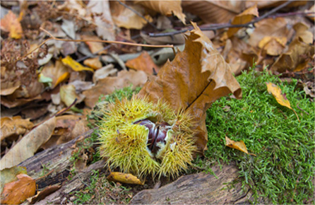 攻击网站的方法